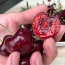 Cherry (anh đào) nhập khẩu loại 1